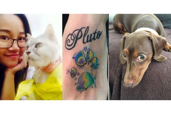 pet grief support