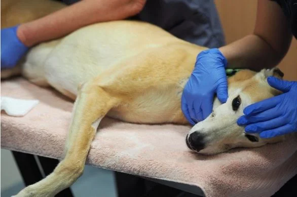 Fibrinolytic Syndrome in Greyhounds