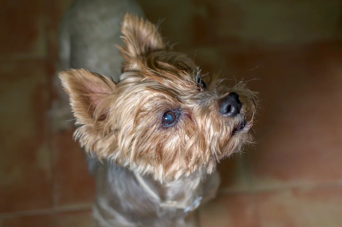 What causes cataracts in dogs?