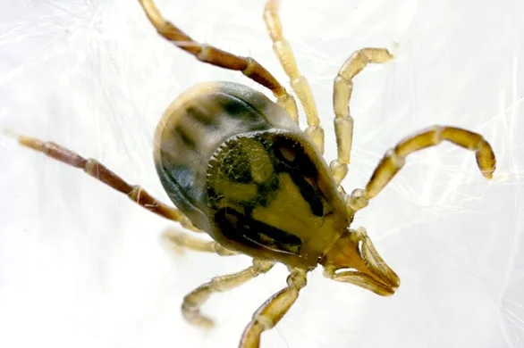ticks in australia