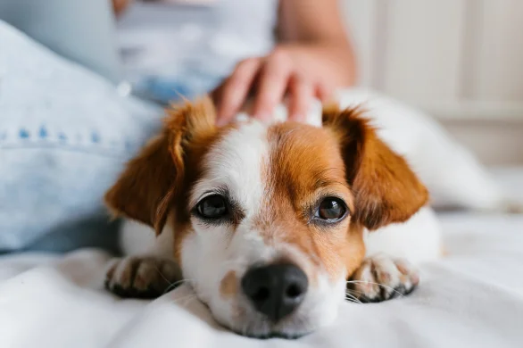cyclone preparation for pets