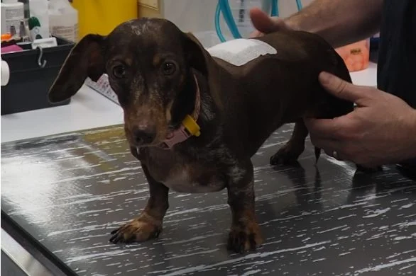 understanding-disc-disease-short-legged-dogs