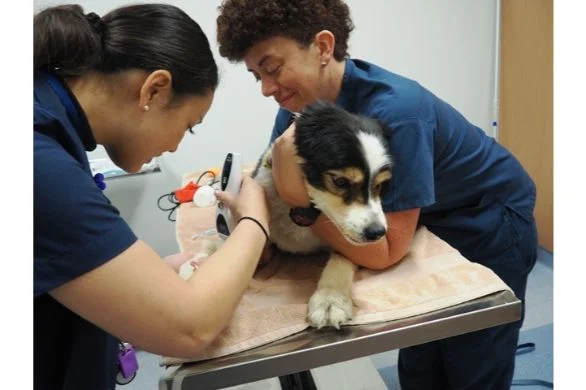 Chemotherapy - Keeping Pets & Owners Together For Longer