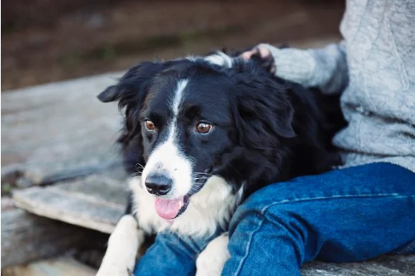 grieving pet loss tips