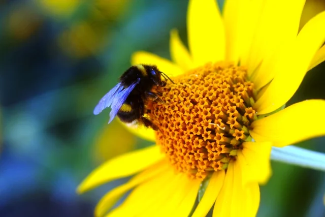 first-aid-pet-bee-sting