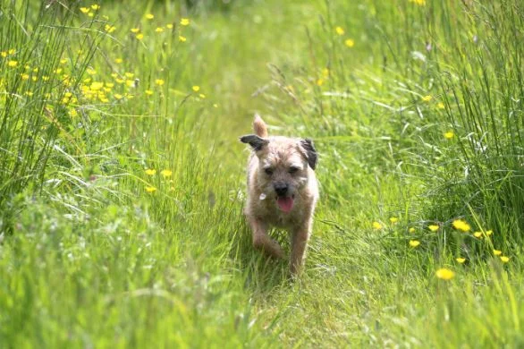 dog bee sting case study