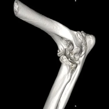 arthritis in dogs