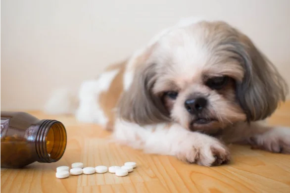 human medications poisonous to pets