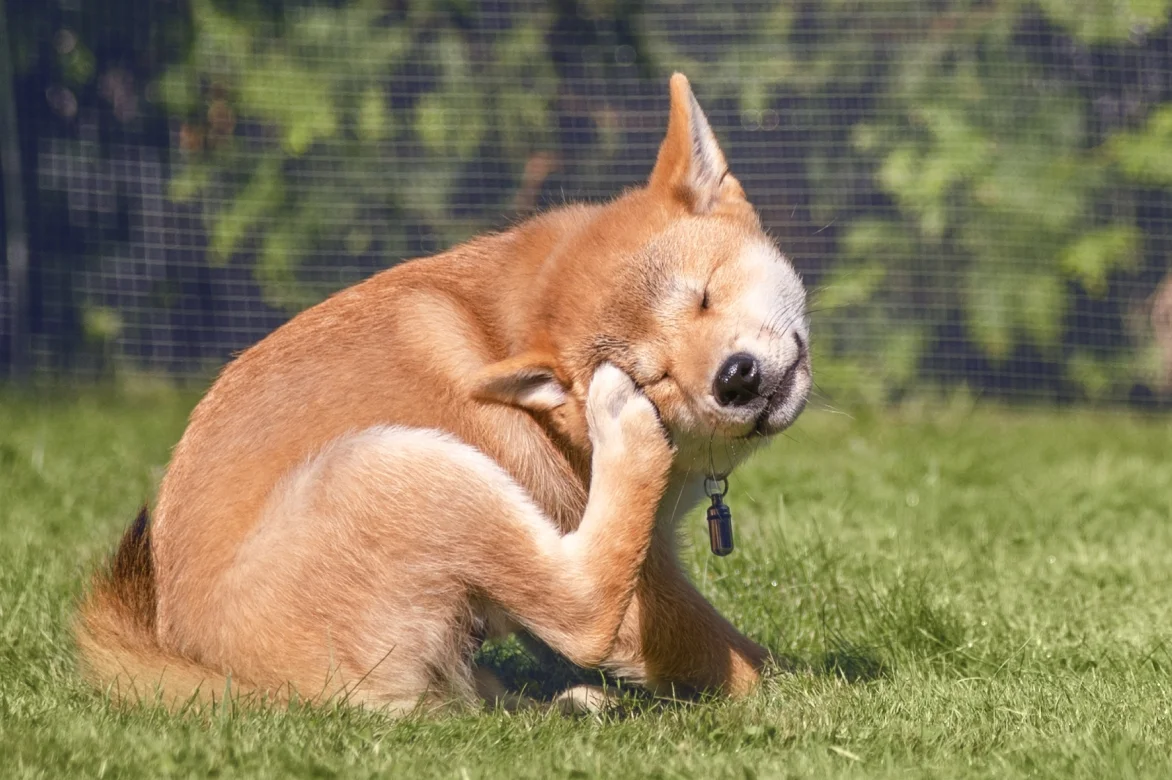 allergies in dogs