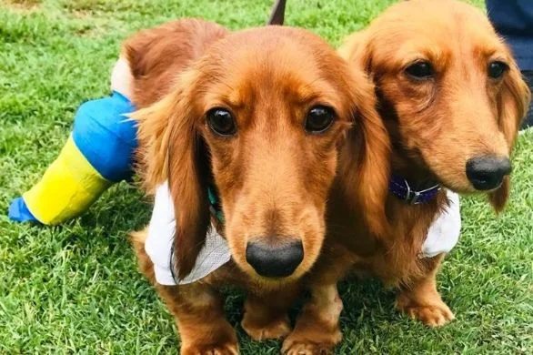 Daschunds & Pes Varus