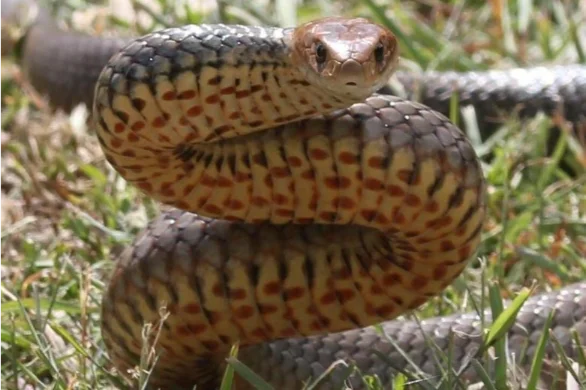 Protecting Your Pet From Snakes