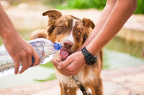 first-aid-for-a-pet-with-heat-stroke-586x390