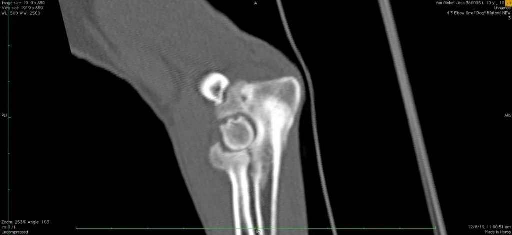 arthritis in dogs