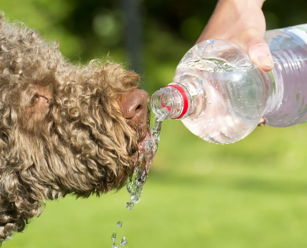 dog%20heatstroke%20water