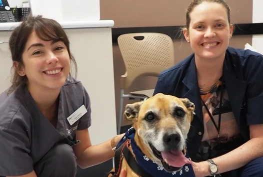 Leukaemia in Dogs