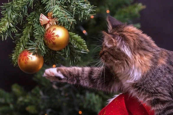 chirstmas 