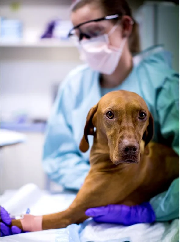 metronomic chemotherapy in dogs
