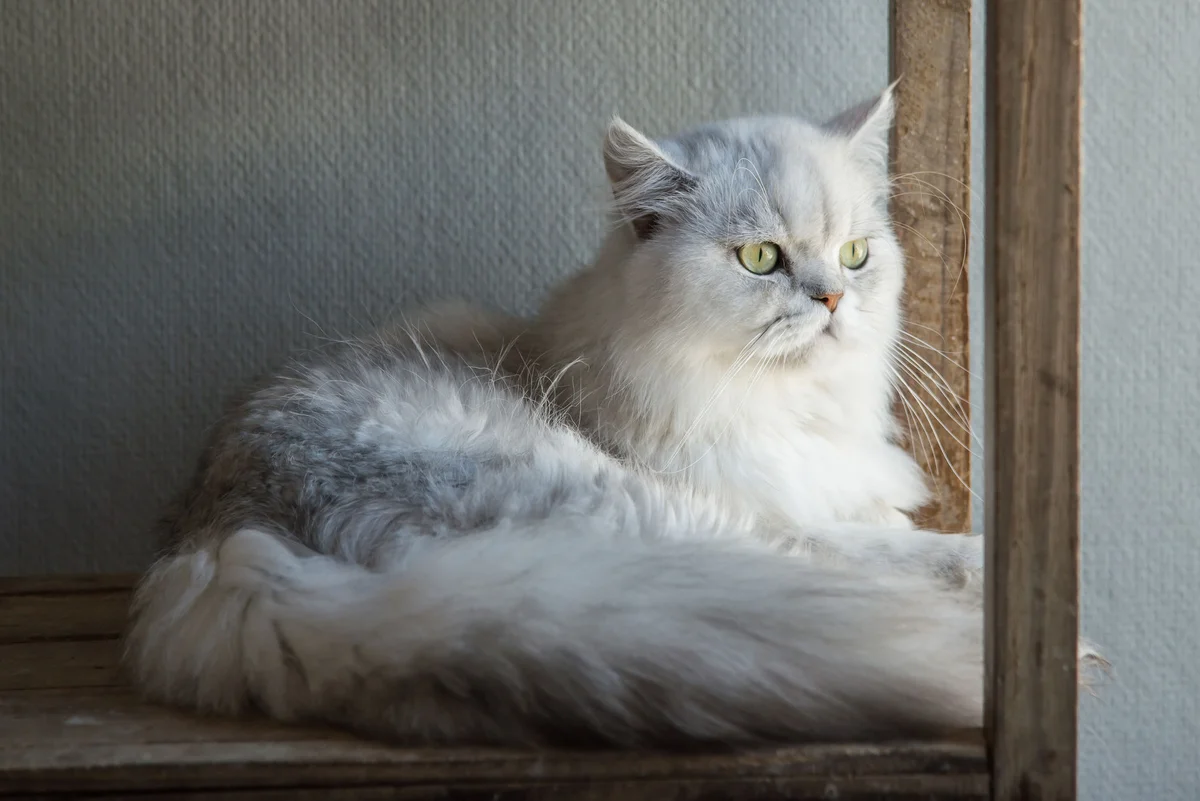 Hyperthyroidism in Cats: Causes, Symptoms & Treatment