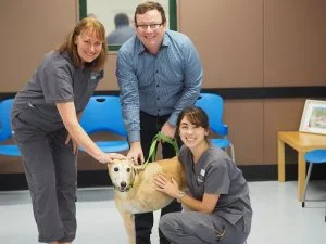 Fibrinolytic Syndrome in Greyhounds
