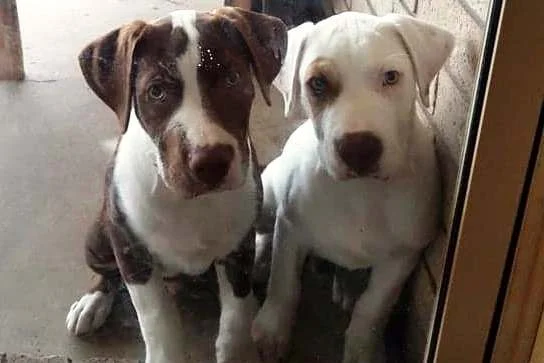hookworm in puppies