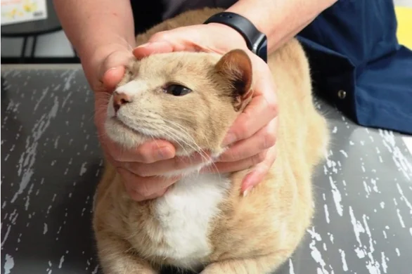 Is Your Pet At Risk Of Developing Skin Cancer?