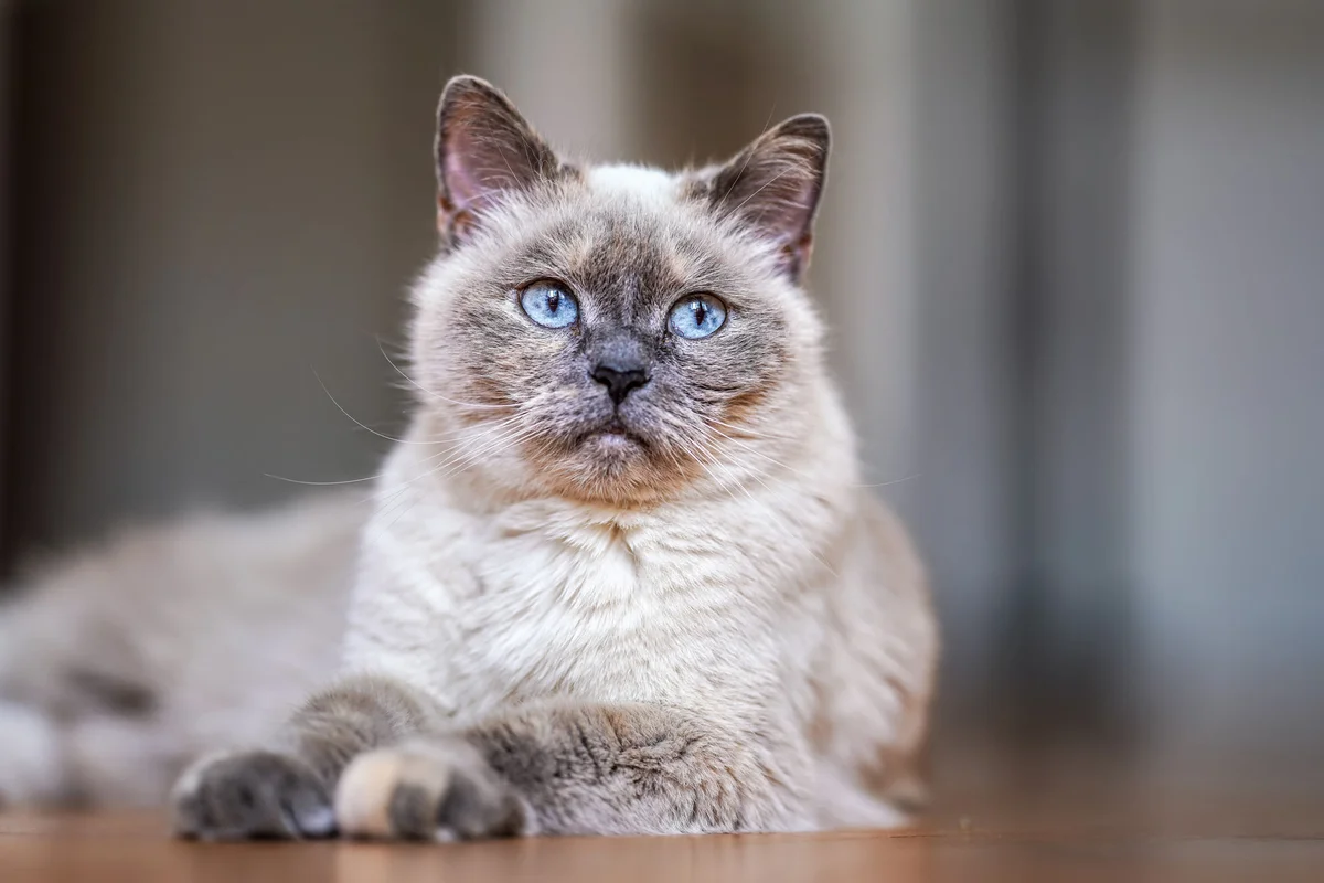 Hyperthyroidism in Cats: Causes, Symptoms & Treatment