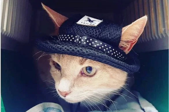 Is Your Pet At Risk Of Developing Skin Cancer?