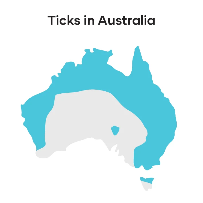 ticks in australia