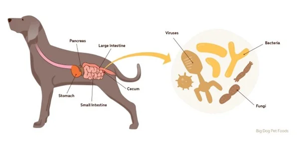 Is Your Pet At Risk Of Developing Skin Cancer?