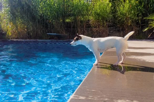 zorro-the-dog-who-survived-drowning-586x390