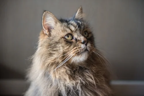 Hyperthyroidism in Cats: Causes, Symptoms & Treatment