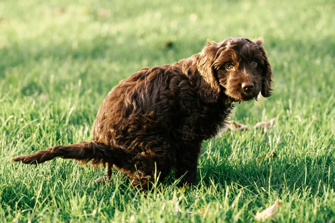diarrhoea-in-dog