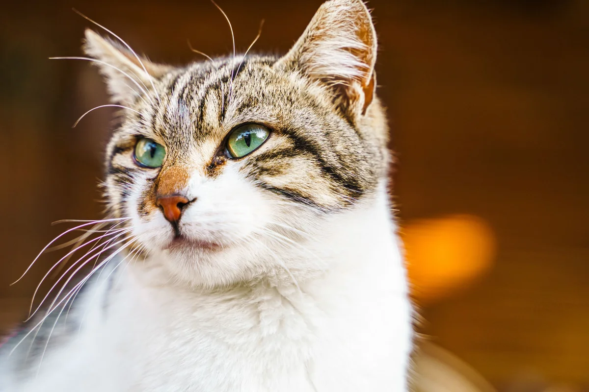 Hyperthyroidism in Cats: Causes, Symptoms & Treatment