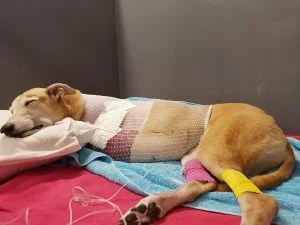 Fibrinolytic Syndrome in Greyhounds