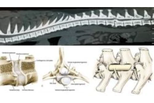 Thoracolumbar Intervertebral Disc Disease In Dogs