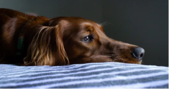 Laryngeal-Paralysis-in-Dogs-2