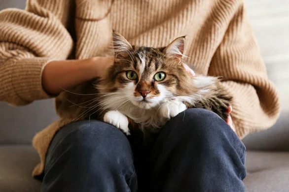 skin cancer in dogs and cats