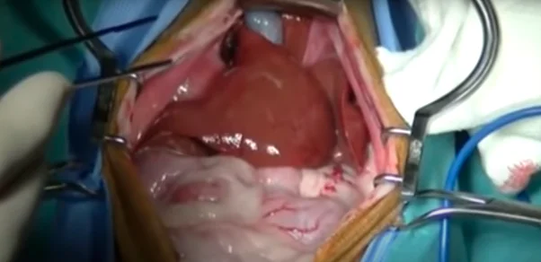 How to perform a diaphragmatic hernia repair in a cat