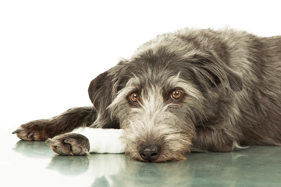 bone cancer in dogs