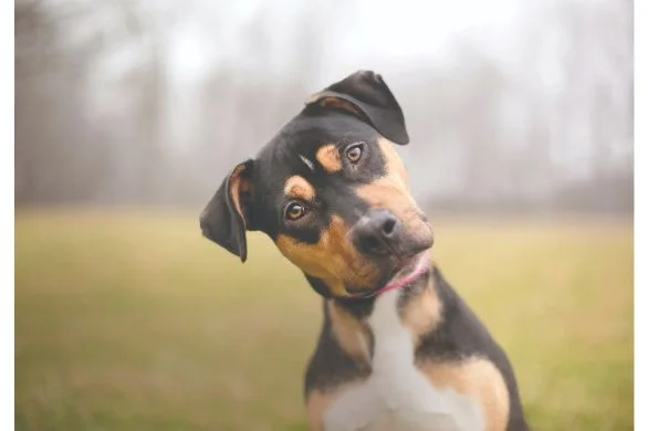 Treatment options for canine cataracts