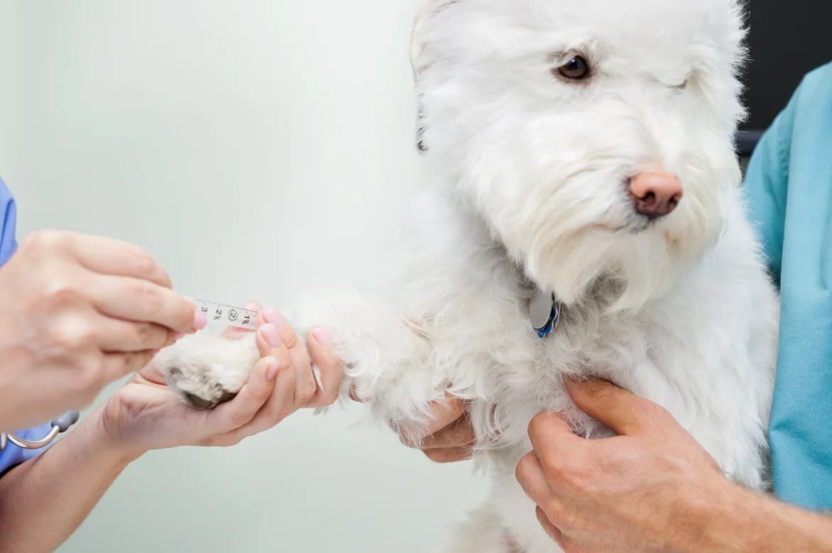 diabetes in dogs