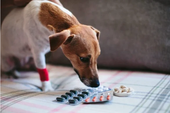 human medications poisonous to pets