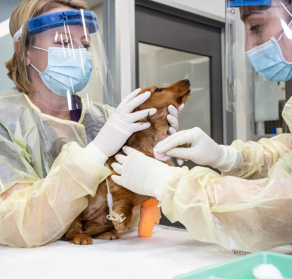 diarrhoea-in-dog