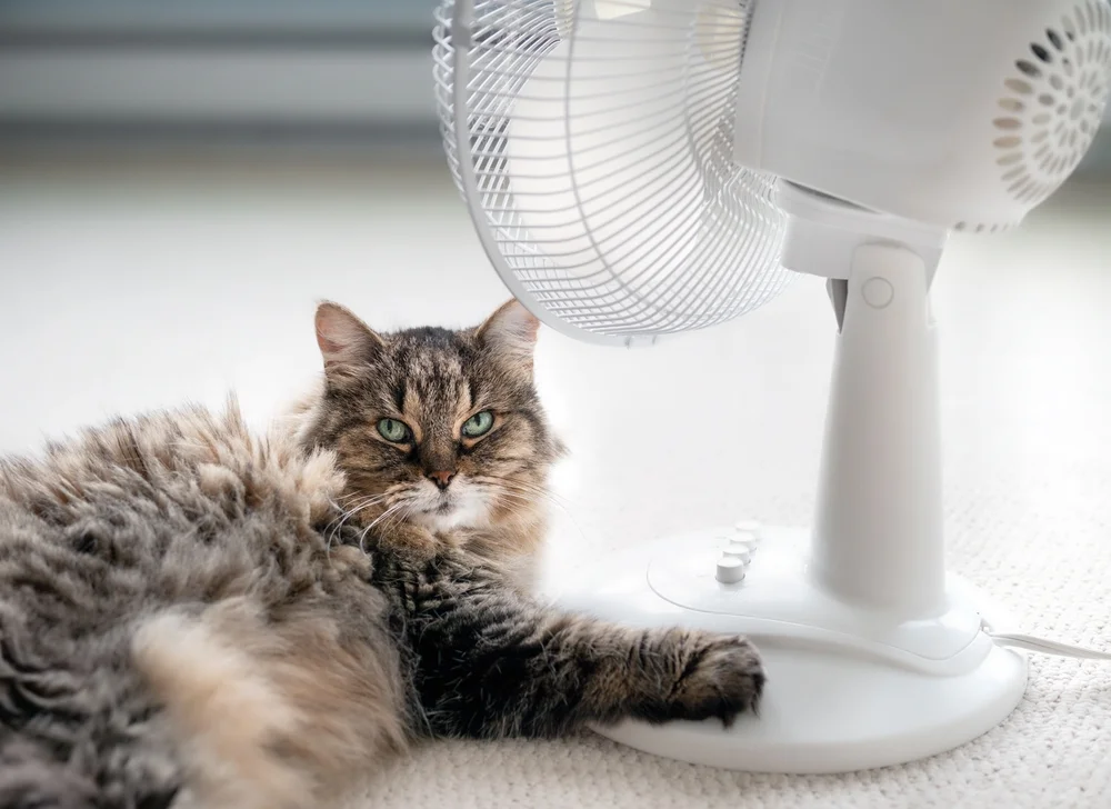 cat%20heatstroke%20fan