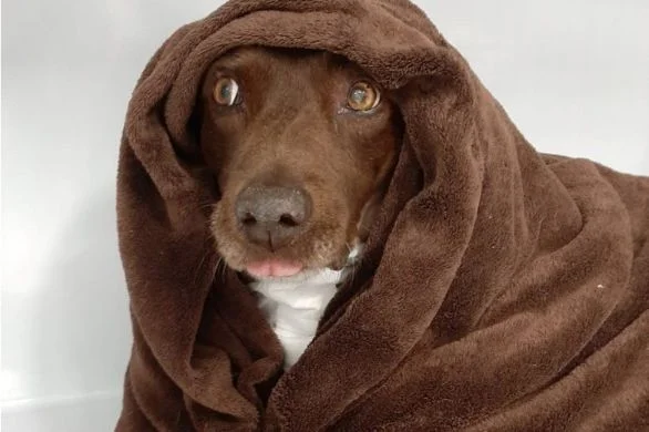 winter pet problems