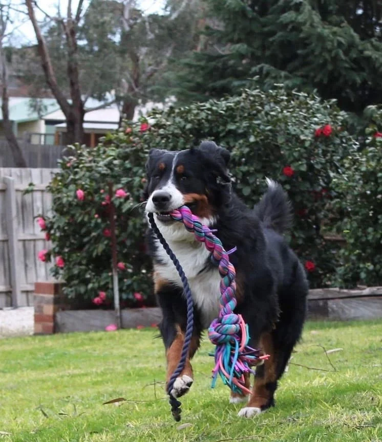 arthritis in dogs