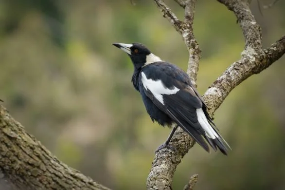 magpie fledglings