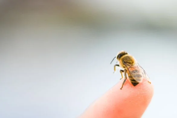 dog bee sting case study