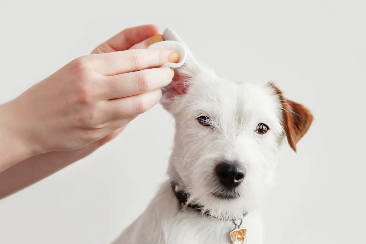 ear infections in dogs