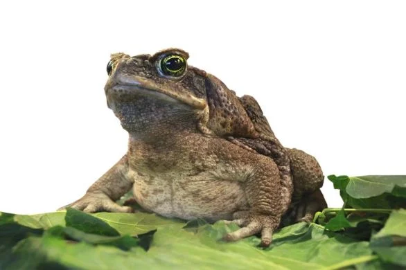 emergency-first-aid-pet-with-toad-poisoning-586x390